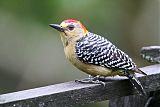 Red-crowned Woodpeckerborder=